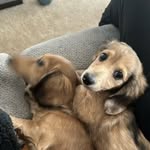 Slade, River and Oakley - @hotdog_hotdog_hotdiggity_dog - Instagram
