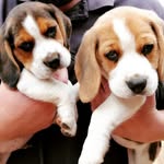 Oakley & Spencer.. the beagles - @oakleyandspencer - Instagram