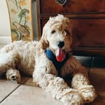 Oakley Webb - @oakley__dood - Instagram