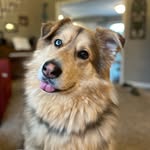 Oakley West - @oakley_goodboy - Instagram