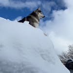 Ashley Elizabeth - @oakley_wolfdog_23 - Instagram