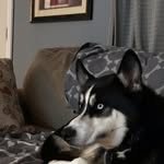 O҉a҉k҉l҉e҉y҉ Ⓦⓞⓛⓕ - @oakleythehuskey2 - Instagram