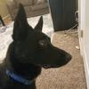 Oakley - @oakley_theblkwolf - TikTok