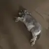 Oakley - @oakley_wolf1 - TikTok
