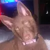 oakley.the.wolf - @oakley.the.wolf - TikTok