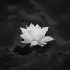 Oanh Thơ - @vivmeyer455 - TikTok