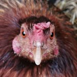 Avícola Obdulia Romero - @avicola_obdulia_romero - Instagram