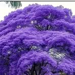 Obdulia Romero - Facebook
