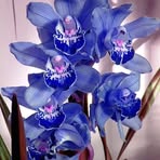 Obdulia Romero - Facebook
