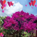 Obdulia Ruiz Perez - Facebook