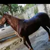 ocielcastillo508 - @ocielcastillo508 - TikTok