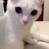 Odalis Abreu - @odalisaabreutineo - TikTok
