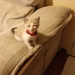 Odalis Miguelina Abreu - @odalismiguelina - Instagram