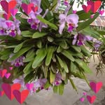 Odalis Alemañy - @odalisalemany - Instagram