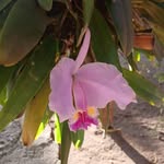 Odalis Alemañy - @alemanyodalis - Instagram