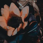 Odalis Carrera - @carrera.odalis - Instagram