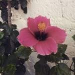 Odalis Júarez - @odalis.juarez.18 - Instagram