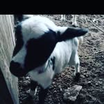 Odalys Báez Aburto - @odalysbaezaburto - Instagram