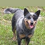 Odalys Fernandez - @blueheelerflorida - Instagram