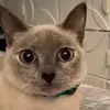 Odalys Fernandez - @odalys.fernandez5 - TikTok