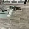 Odalys Valdes - @odalys.valdes66 - TikTok