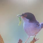 עודד ברק - @odedbarak1 - Instagram