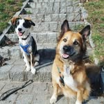 ODELL & CHESTER - @odellfoxydog - Instagram