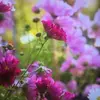 Odella Herring - @odella.herring8 - TikTok