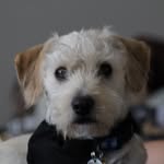 Odell Parker - @odell.thedogparker - Instagram