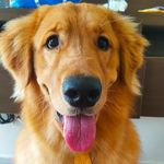 🐾Odin Nelson 🐾 - @odin_goldenretrievier - Instagram