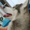 Odin - @odin_nelson152 - TikTok