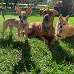 sid, odin, and nelson! - @sid_thepomchi - Instagram