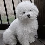 @lucky_white_odis - Instagram