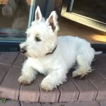 Odis - @odis_white_terrier - Instagram