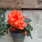 Odulia Martinez - Facebook