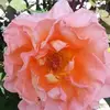 Ofelia Ambriz - @ofelia.ambriz25 - TikTok