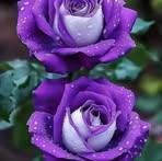 Ofelia Antonio - Facebook