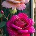 Ofelia Cabrera - Facebook