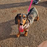 Ofélia Dachshund Ferrer Falcão - @ofelia_salsicha - Instagram
