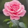 Ofelia Ignacio - @ofelia.ignacio3 - TikTok