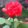 ofeliainteriano - @ofeliainteriano - TikTok