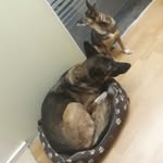 Ofelia John - @o.j.dog.tv - Instagram