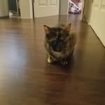 Ofelia "opie" Lee - @ofeliathesassycat - Instagram