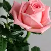 ofelialonginos - @ofelialonginos - TikTok