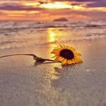 Ofelia McAllister - @shadysunflowers4 - Instagram