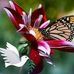 Ofelia Meyer - Facebook
