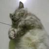 ofelia meyers - @ofelia_meyers - TikTok