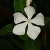 Ofelia Moncada - @ofelia.moncada03 - TikTok