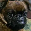 ophelia_murray - @ophelia_murray - TikTok