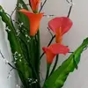 Ofelia Nicolas - @ofelia.nicolas8 - TikTok